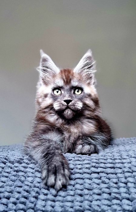 Maine coon, piękny czarny dymny kocurek