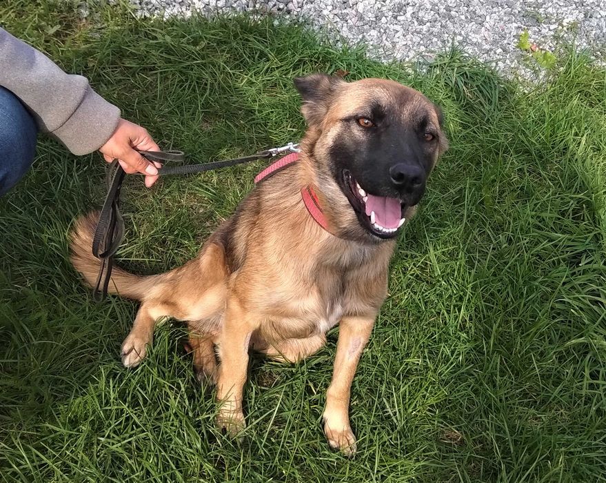 Стерилізована Варя в добрі руки