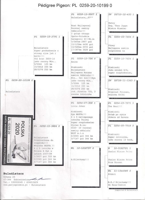 Młode para 40 gołąb gołębie pocztowe Płowe Oryg. Bula-Latacz z rodowód