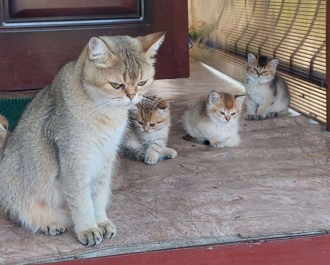 Британский котенок Золотая шиншила