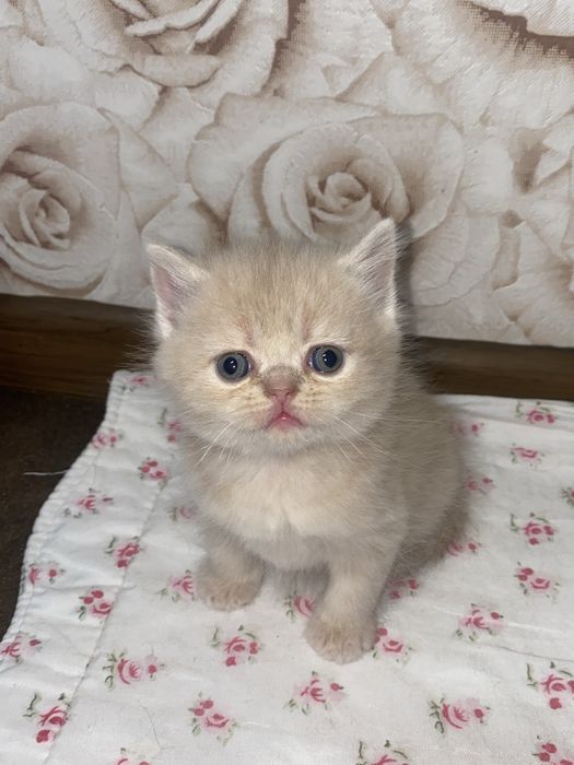 Британські кошеня