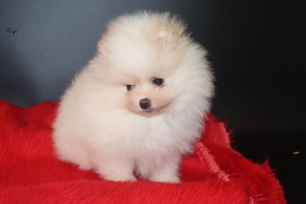 Szpic Miniaturowy pomeranian szczeniak !
