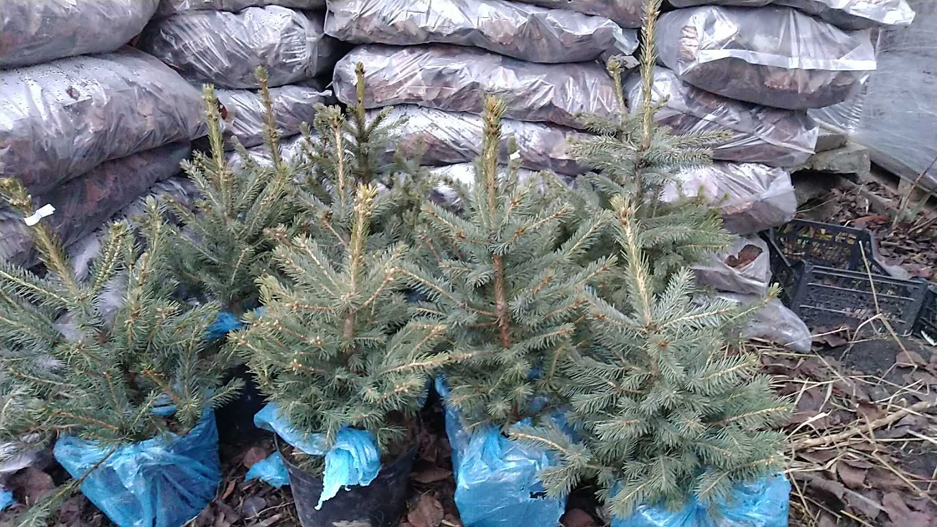Кора соснова 50л, мульча, торф, добриво