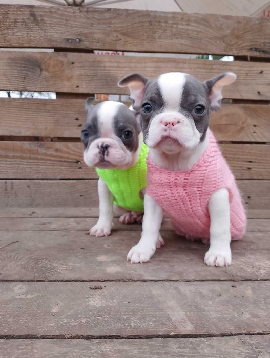 Мальчик и девочка французики