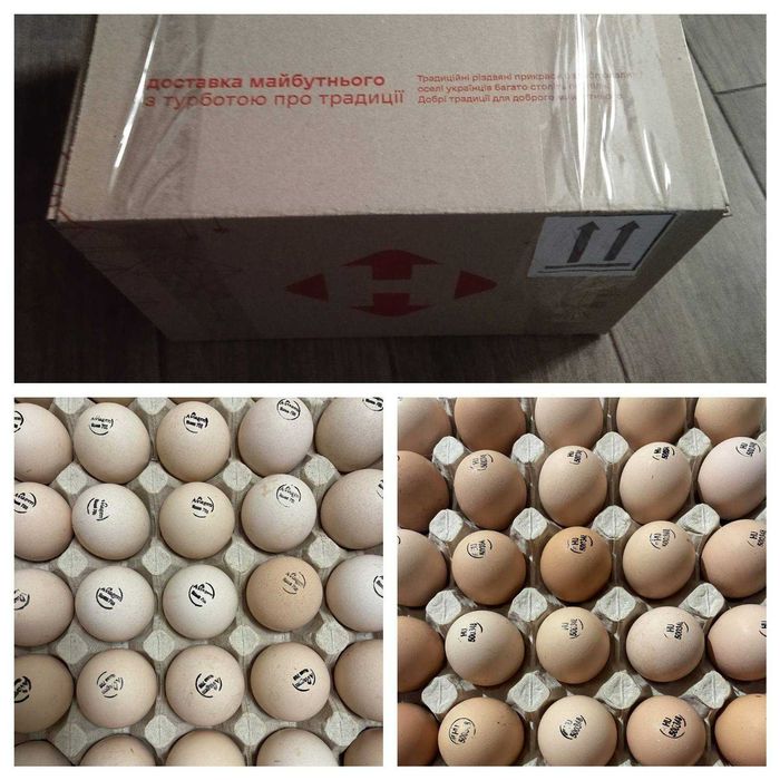 ОПТ інкубаційного яйця бройлера КОББ 500 Чехія