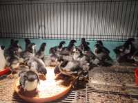 Australorp kurczęta kurczaki pisklęta