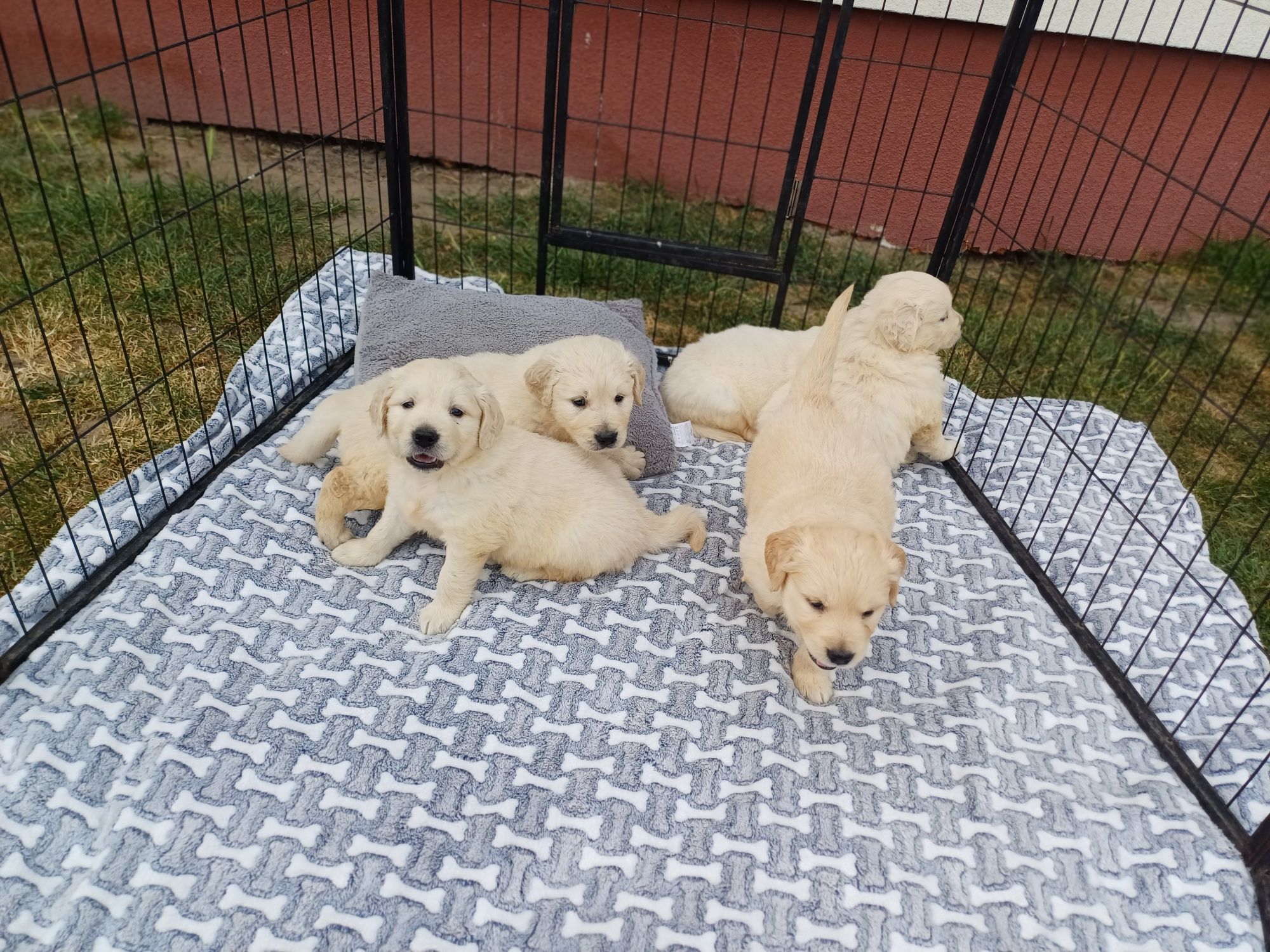 Suczka rasy Golden retriever