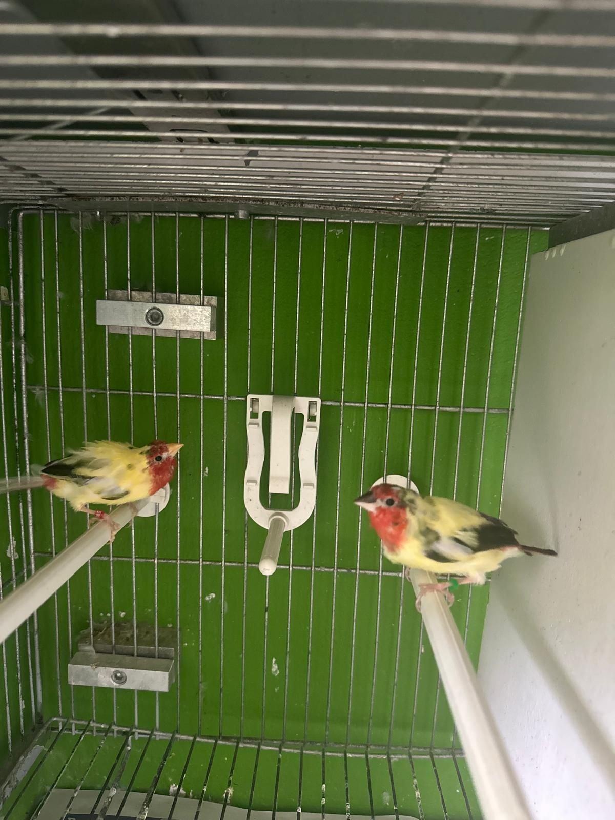 Vendo ao lote ou em casais varios exoticos