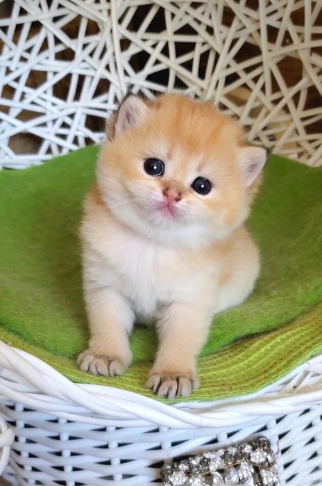 Нежнейшие малыши, ручные котята золотая шиншилла