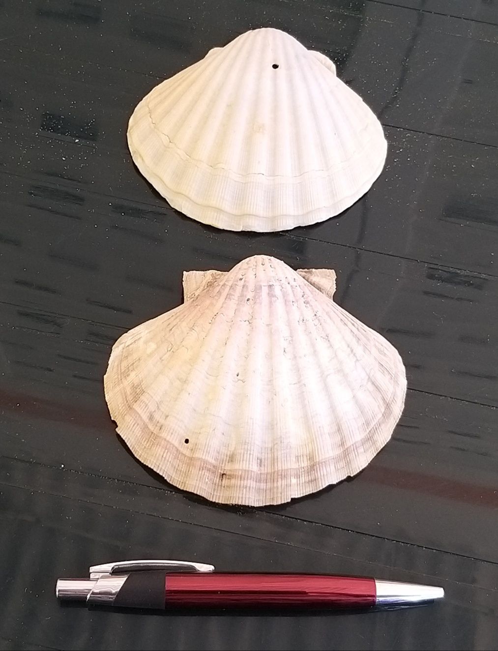 Conchas de Mar para Decoração.