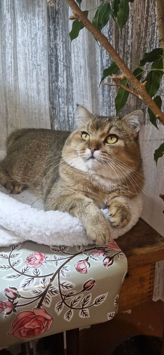 В'язка котів (кіт запрошує на зустріч)