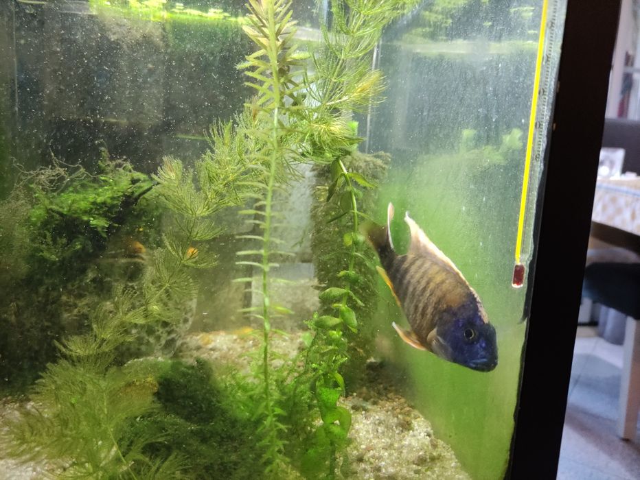 Ciclídeo Aulonocara