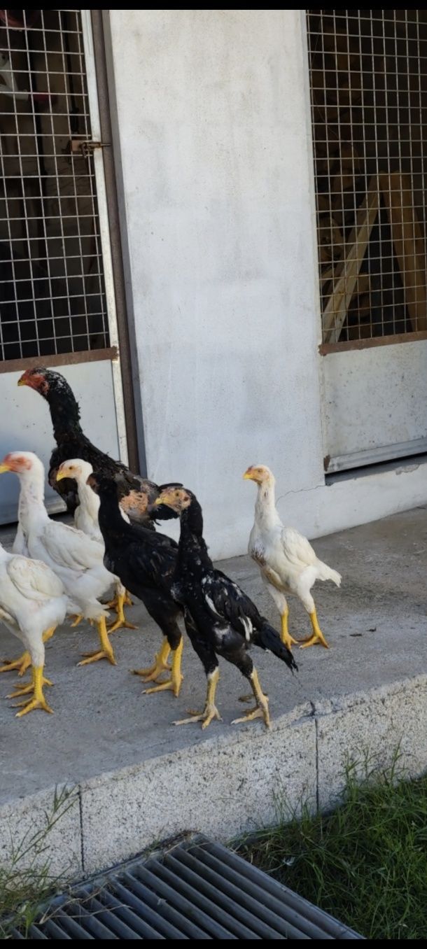 Franguinhos shamos