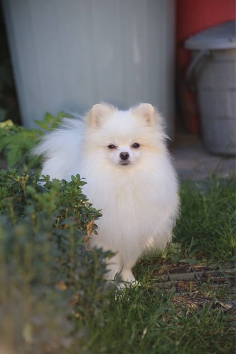 Терміново Хлопчик шпіц 6 міс