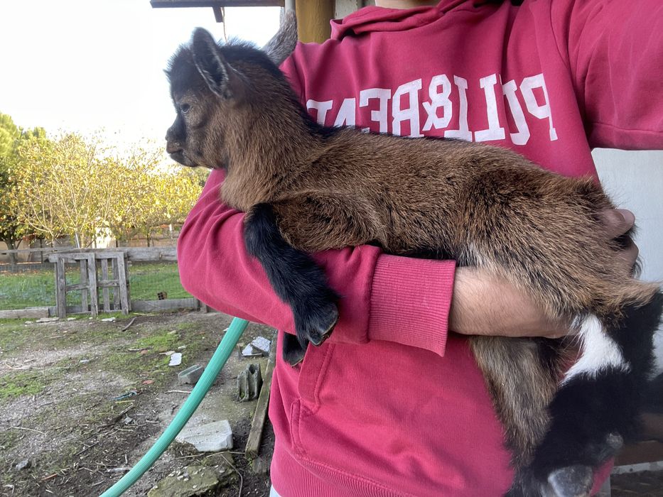 Casal de cabras anas