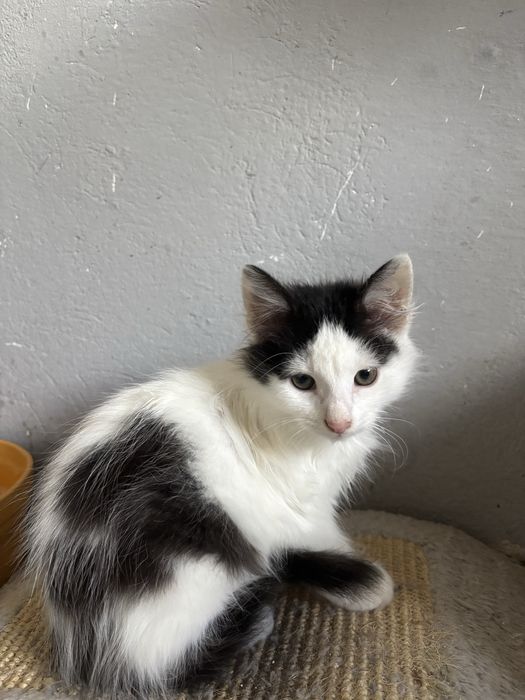 Kociaki szukaja domu