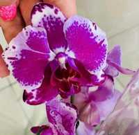 Красивая не цветущая орхидея