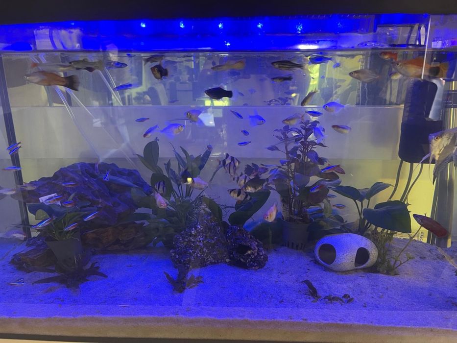 Aquario como novo
