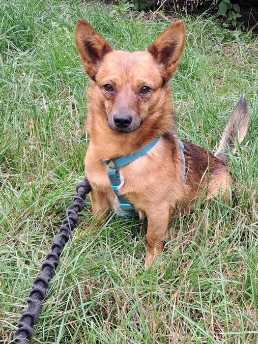 Cudna, przytulaśna, przekochana, wesoła sunia szuka domu