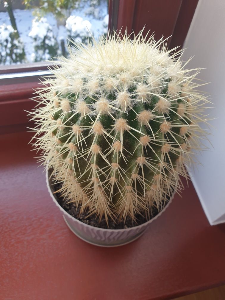 Kaktus Okaz 15cm