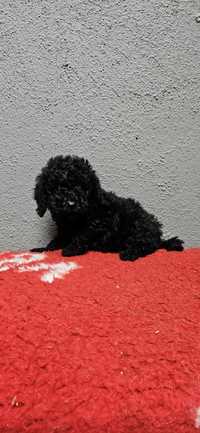 Poodle Toy Negro Puro Criadora Registada