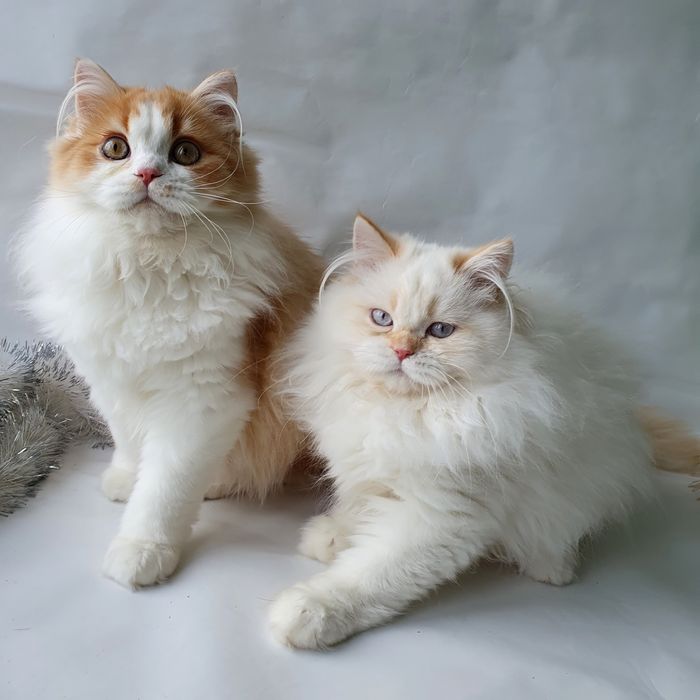 Харьков Котики британские, клубные. Котята, котенок, кошенята.