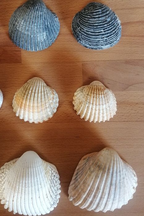Conjunto de 9 conchas