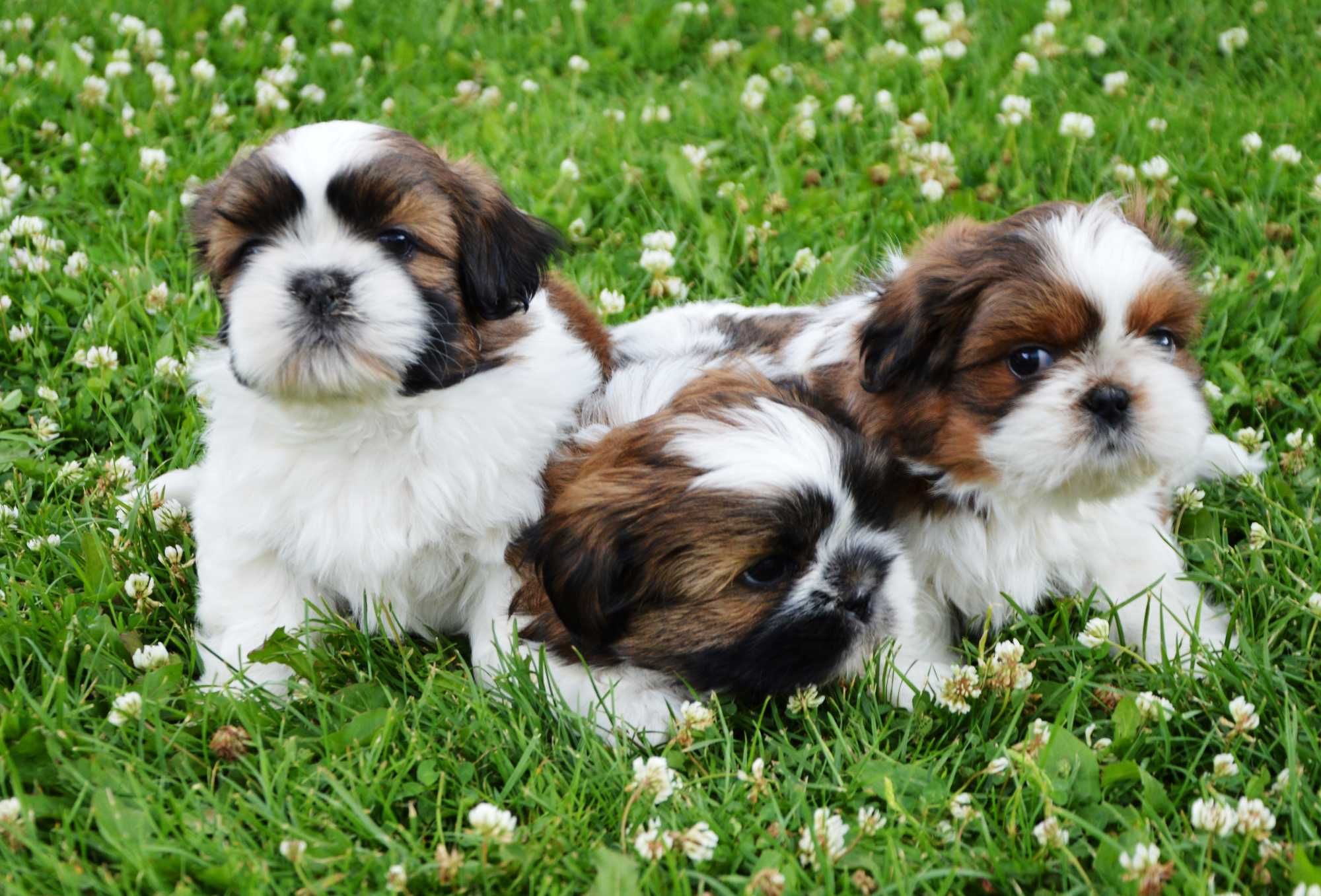 Shih-tzu piesek wychowany