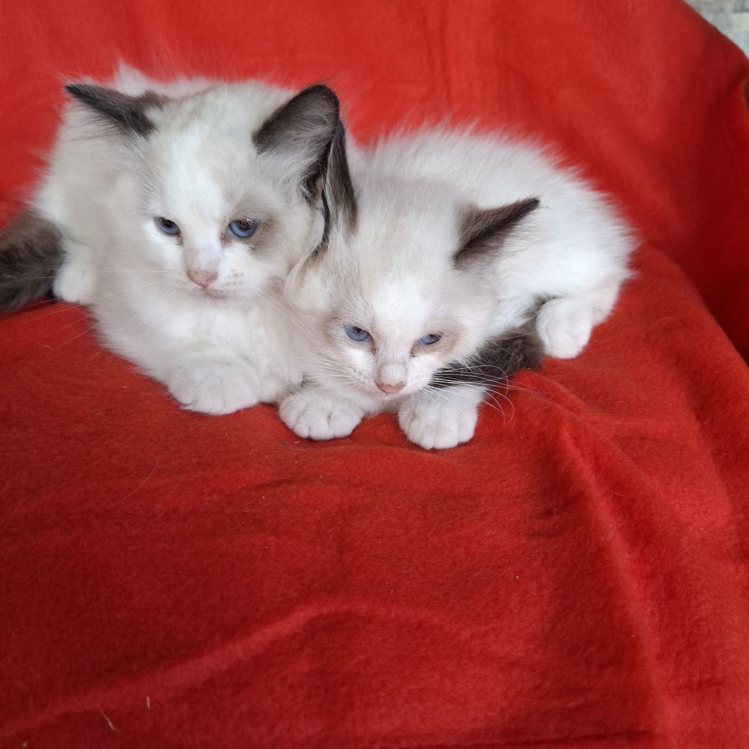 Ragdoll kotka rodowód + wyprawka