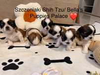 Szczeniaki Shih Tzu z Rodowodem