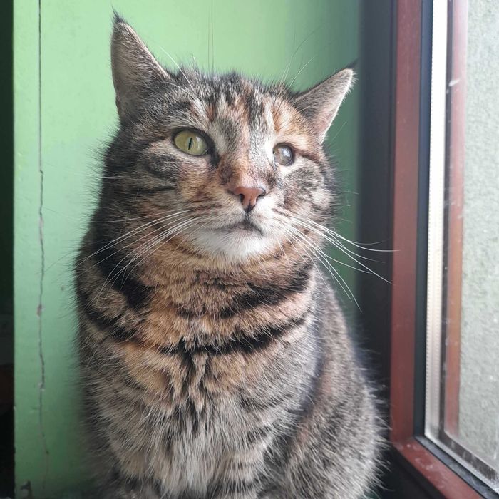 Takich kotków nie chce nikt...