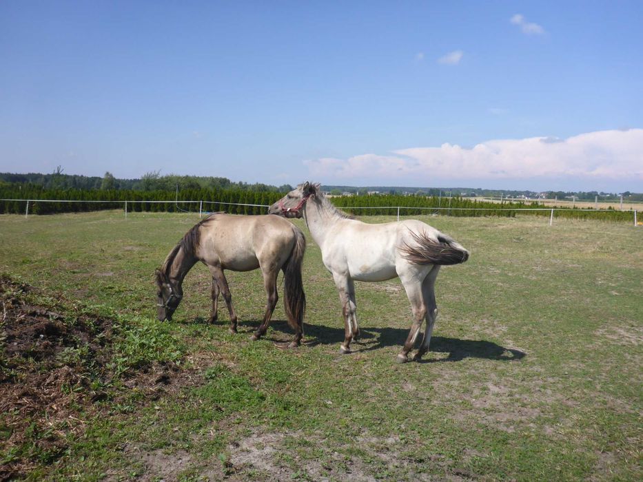 JASTA _ programowa _ KLACZ _ konik polski _ z badaniami DNA _ dowiozę