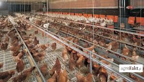 Kury Rosa mlode nioski z własnej FERMY DROBIU z wolnego wybiegu.DOWÓZ.