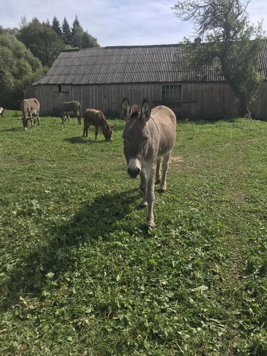 Продам пару віслюків, спокійні.