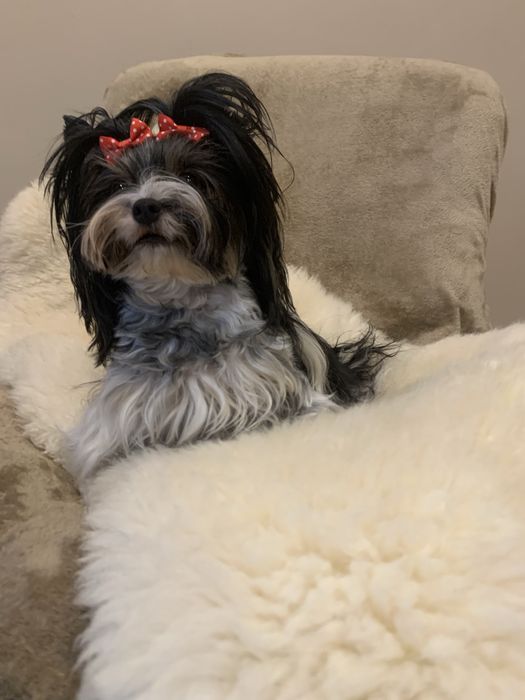 York  czarny samiec piesek