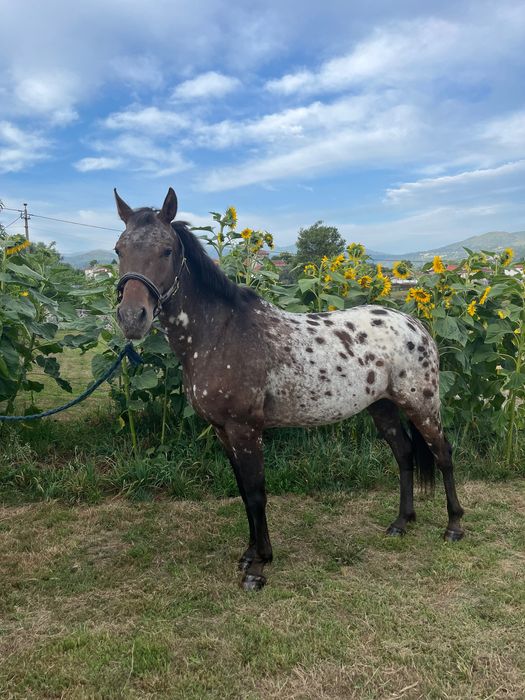 Égua appaloosa 4 anos