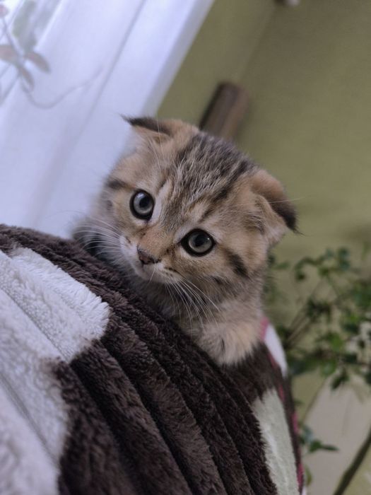 Кошеня Шотландське