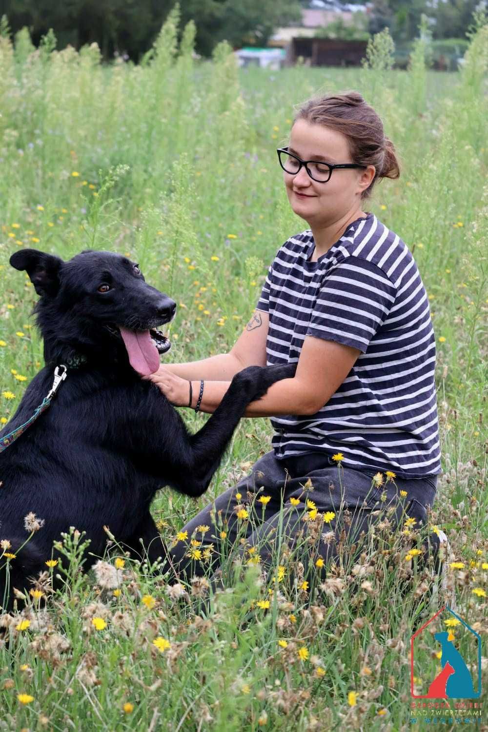 Duży pies, piękna sylwetka - oddany, pełen miłości i radości życia !!!