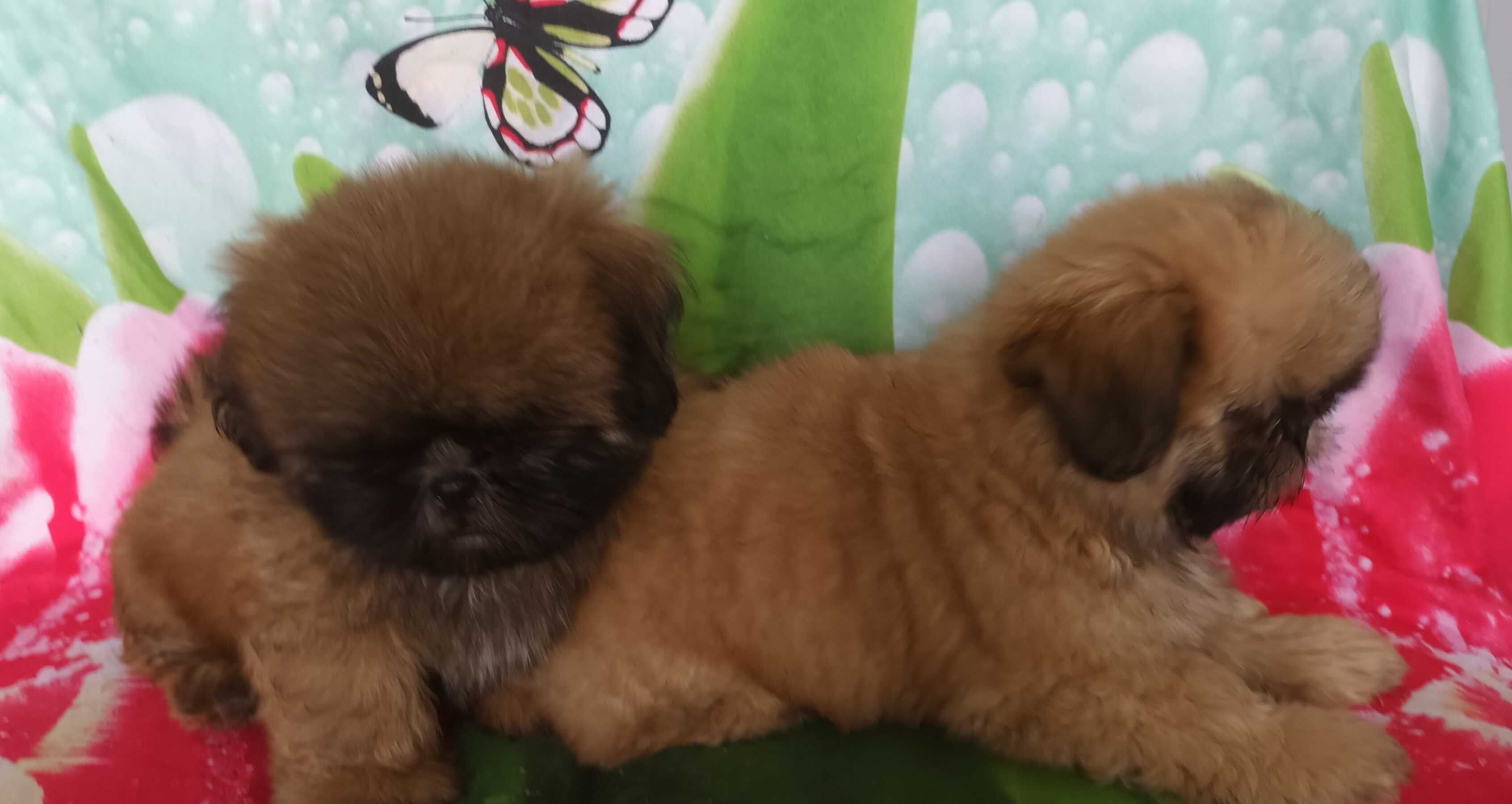 Shih Tzu z rodowodem SWKIPR WKU Polskie Porozumienie Kynologiczne
