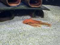 Ancitrus L144 Red Long fin