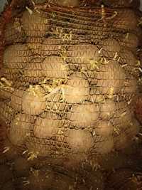 Ziemniaki 35-55 Denar Lord Vineta rok po kwalifikacie