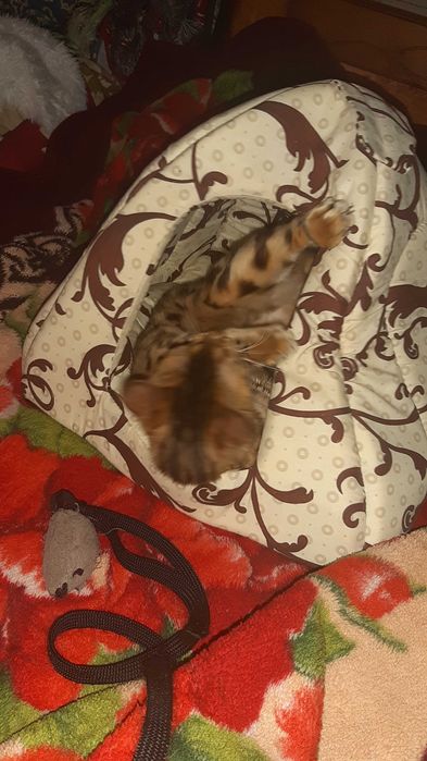 Насправді домашні бенгальські котятка для сімї чи розведення