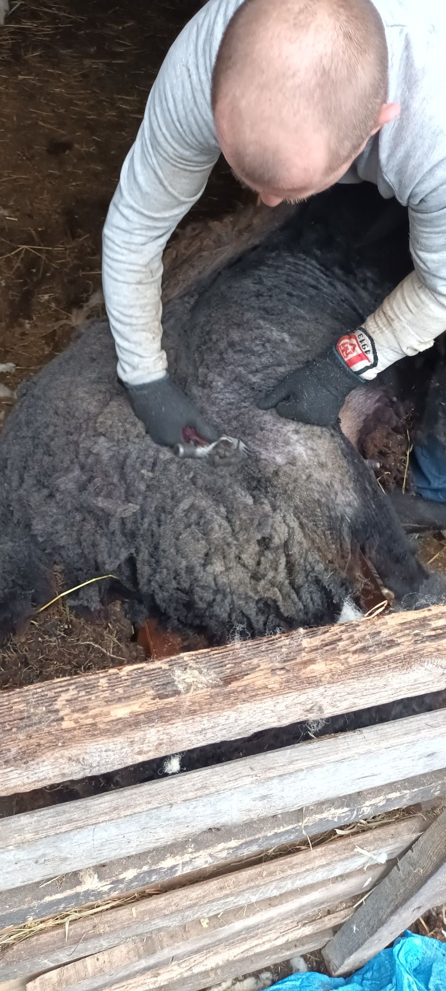 Wełna- runo owcze. 200 kg
