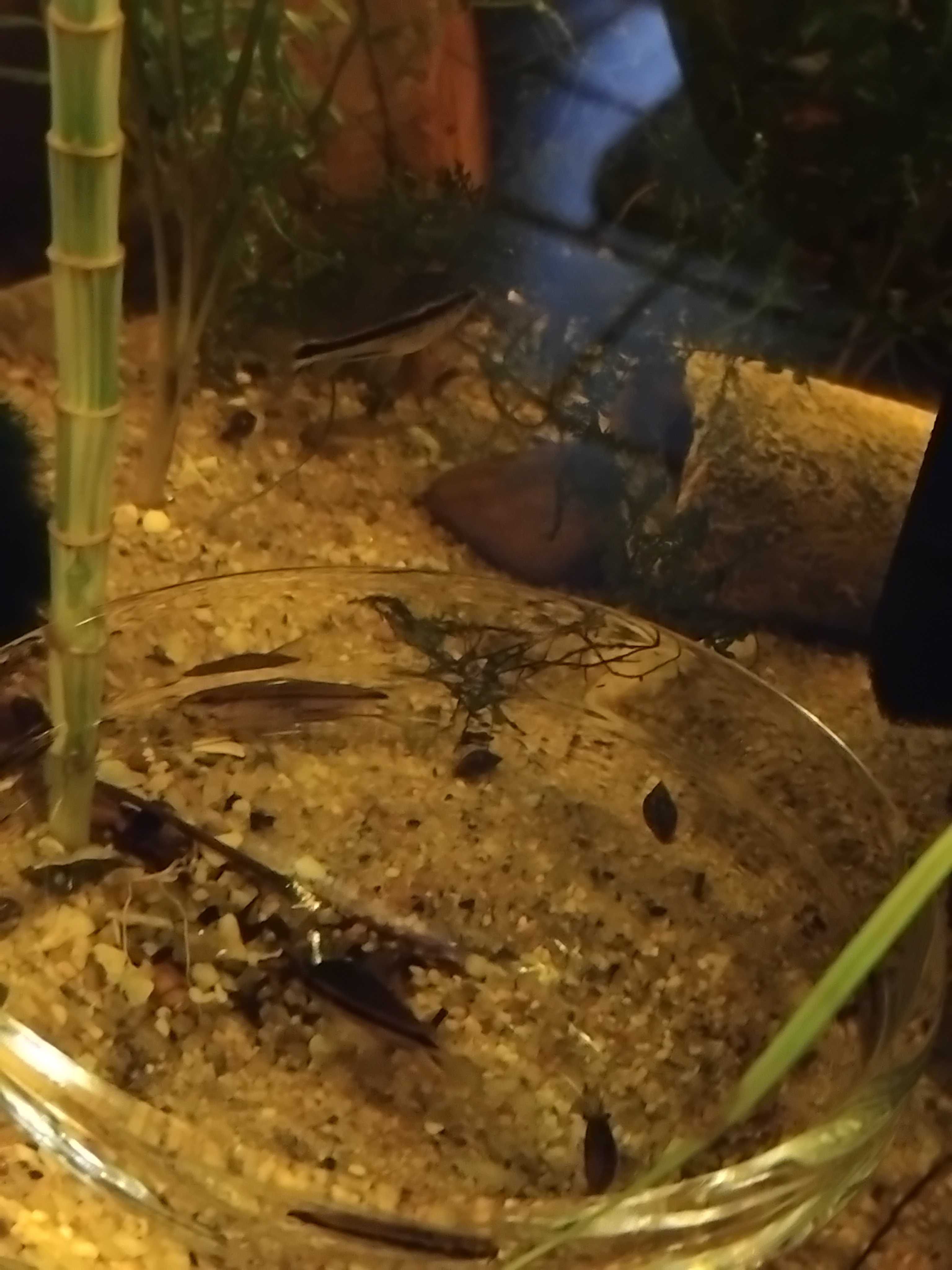 Corydoras pygmaeus