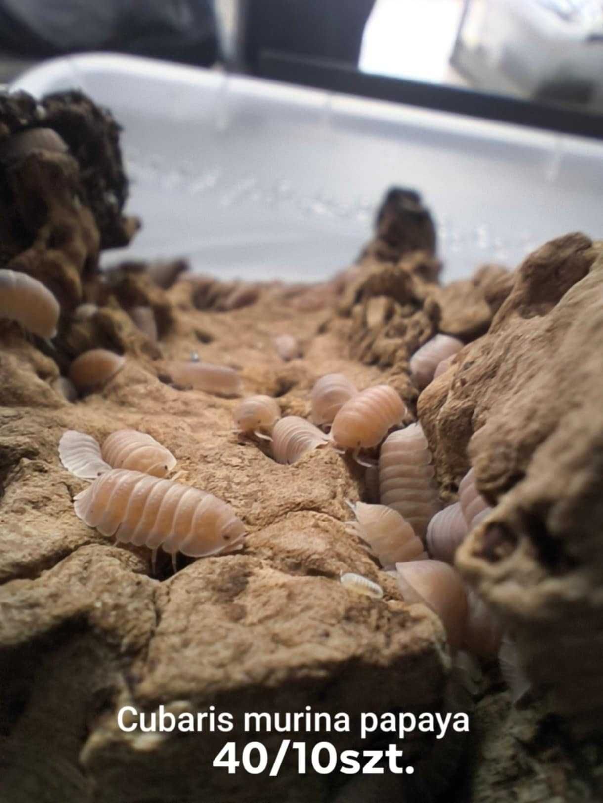 Isopody cubaris/armadillidium