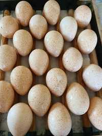 Jaja indyka staropolskiego