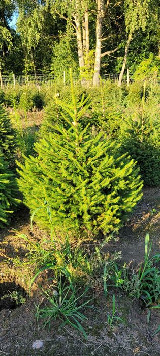 Świerk pospolity cięty 175-300 cm/ w donicy 80-175 cm/ TuChoinki.pl