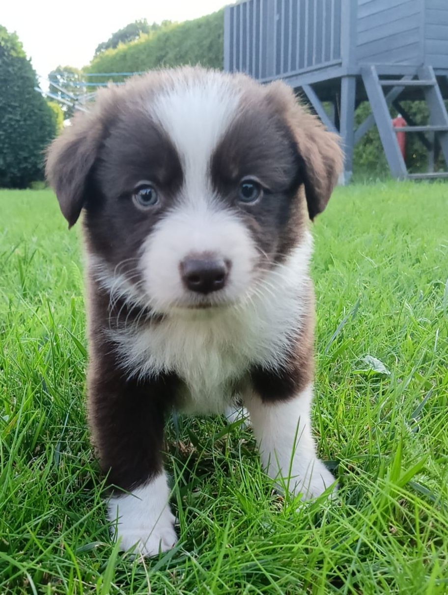 Border Collie chłopczyk Czekoladowo Biały