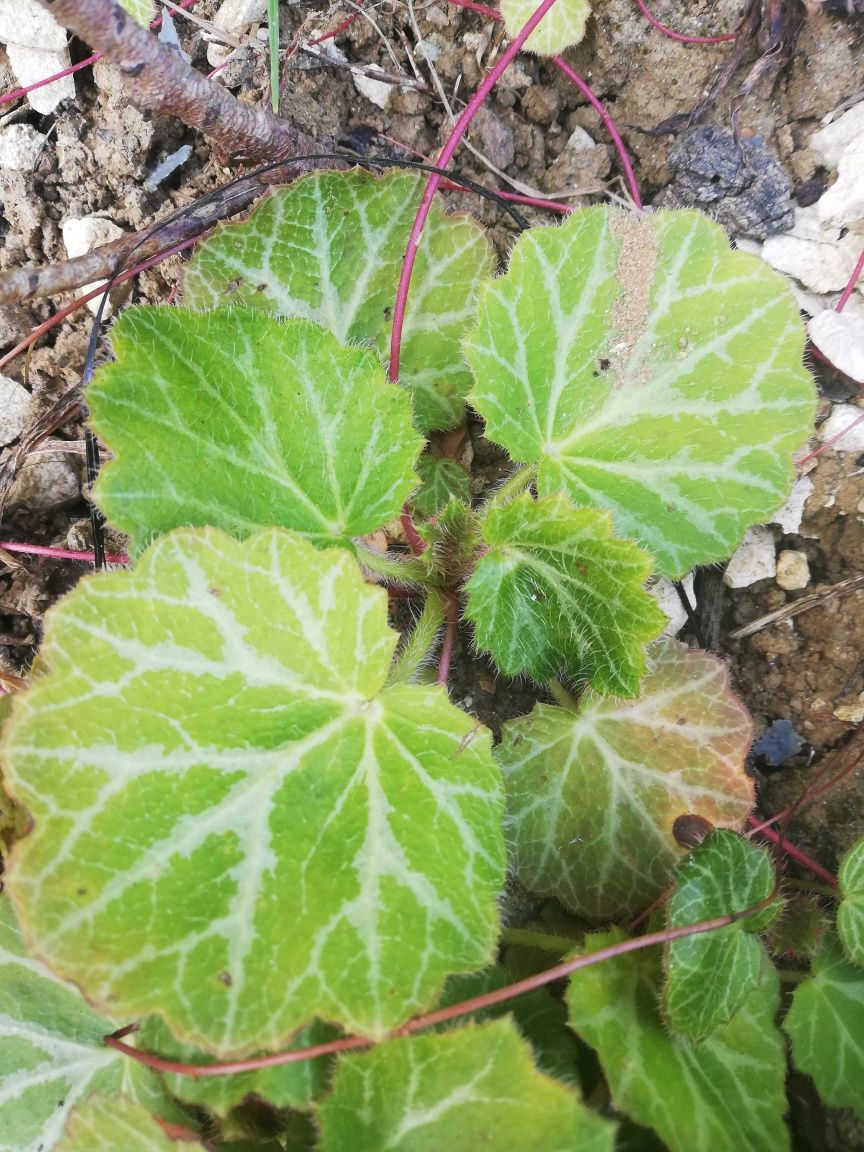 Saxifraga stolonifera, clorofito e suculentas