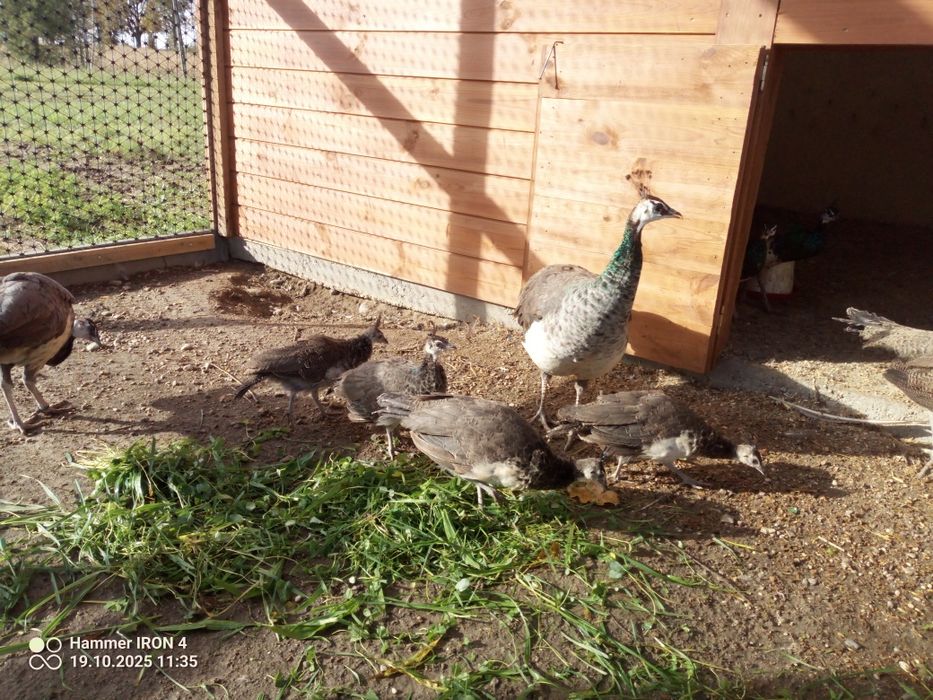 Młode pawie  z tego roku